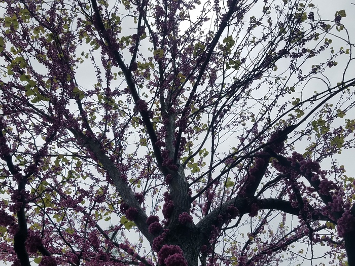 Redbud Tree