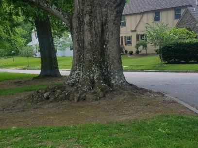 Red Oak Base