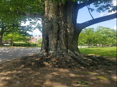 Red Oak Trunk