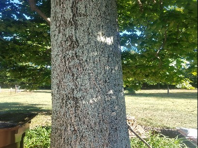 Tree Pic 5