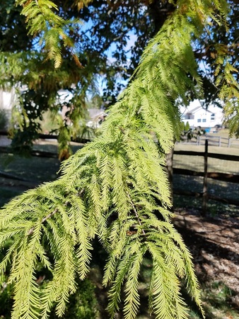 Bald Cypress 2