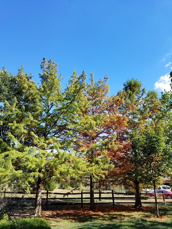 Bald Cypress 3