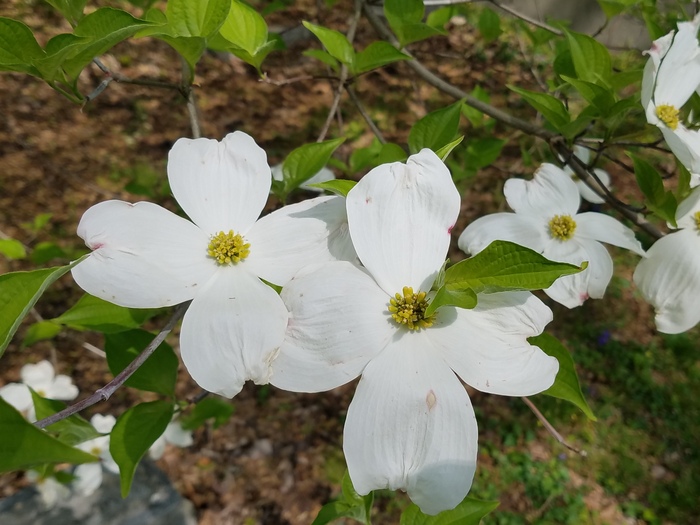 dogwood