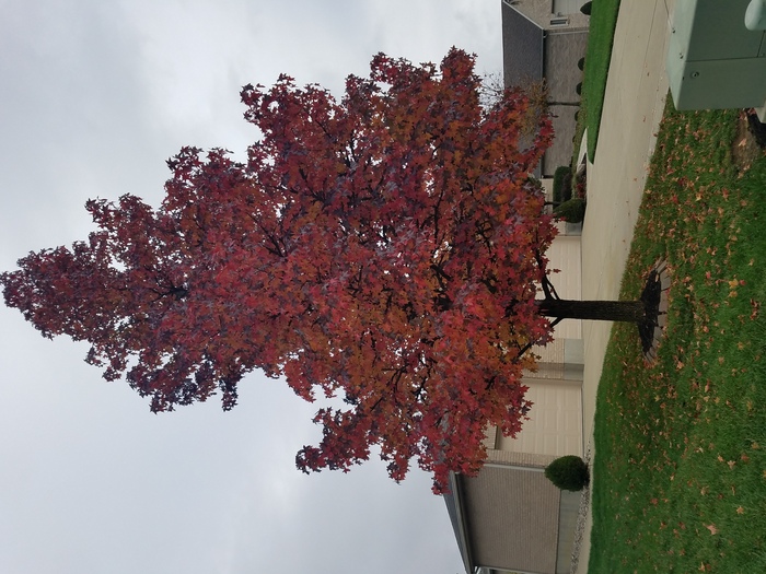 Sweet Gum 3