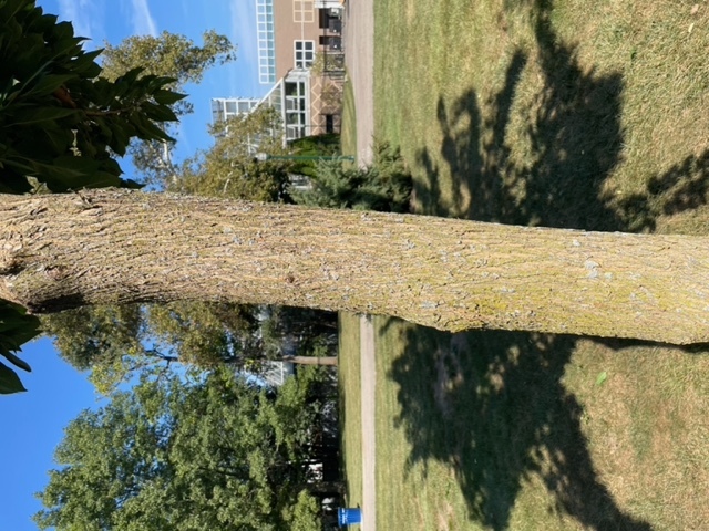 Osage Orange White Shield