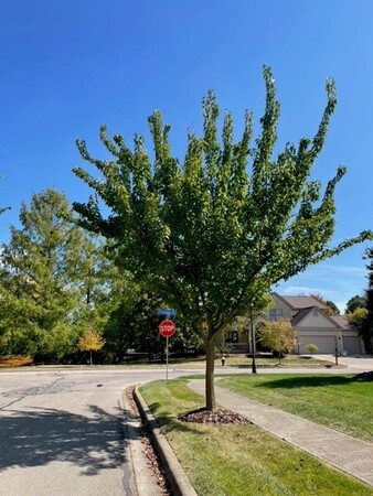 Osage Orange 3